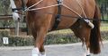 White Horse Equestrian Pessoa Lunging Schooling System Training Aid One Size